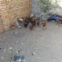 22عدد مرغ 1عدد خروس|حیوانات مزرعه|محمدیه-قزوین, |دیوار