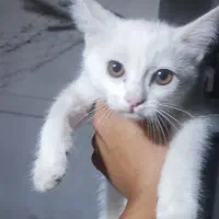 گربه