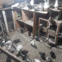کبوتر  یا کفتر همه نسل دار