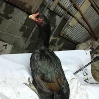 لاری مرغ|حیوانات مزرعه|لاهیجان, لیالستان|دیوار