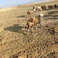 قوچ وبره قوچ پلنگی|حیوانات مزرعه|باغ حلی, |دیوار