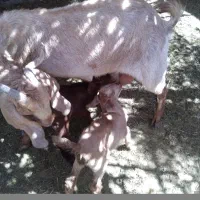 بز پاکستانی