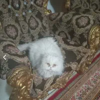 گربه پرشین عقیم شده ماده