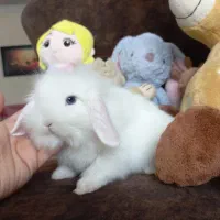 خرگوش مینی لوپ استرالیایی کوچولو