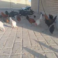 مرغ وبوقلمون|حیوانات مزرعه|صحنه, |دیوار