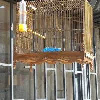 سهره نر|پرنده|کرج, کیانمهر|دیوار