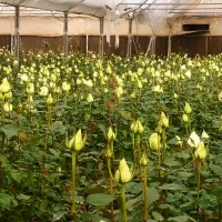 نیازمند نیروی کار در شرکت گل و گیاه آذرگون