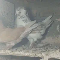 کفتر اصیل دهن جور