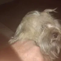 توله سگ شیتزو تریر