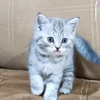 گربه ماده