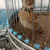 سهره خاکی نر بخون با قفس|پرنده|پاکدشت, حصار امیر|دیوار