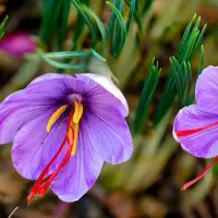 کارگر زمین زعفران با ماشین