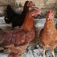 سه عدد خروس|پرنده|ابهر, |دیوار