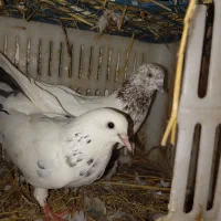 کبوتر پرشی  سرحال|پرنده|بابل, |دیوار