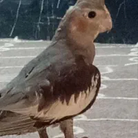گمشده