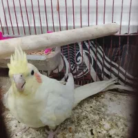 عروس هلندی