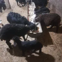 بره قزل نرو ماده شازندودو راس میش نیم گوشت