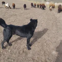 واگذاری سگ سرابی|سگ|اردبیل, |دیوار