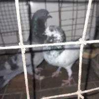 کبوتر|پرنده|میناب, |دیوار