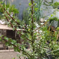 باغستان رز|گل و گیاه طبیعی|کاشان, فاز ۱ ناجی آباد|دیوار