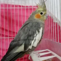 پرنده