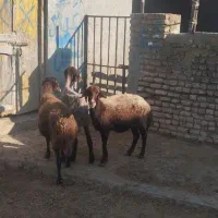 گوسفند|حیوانات مزرعه|سیمین شهر, |دیوار