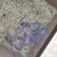 فروش طوطی برزیلی برای دستی کردن