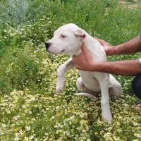 شاه توله داگو ارژانتینو ماده