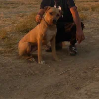 پیتبول اصیل