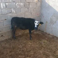 گوساله محلی نر