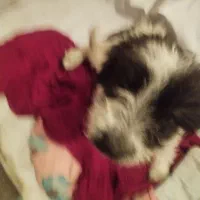 سک خونگیی نژاد دار