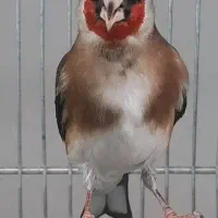 سهره عتیقه|پرنده|پاکدشت, حصار امیر|دیوار