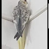 طوطی|پرنده|اندیمشک, |دیوار