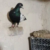 کبوترطوقی8عدد.   3500|حیوانات|اردبیل, |دیوار