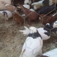 پرنده