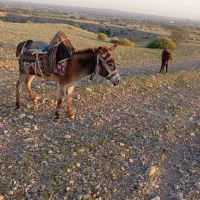 خربابچه|حیوانات مزرعه|قلعه قاضی, |دیوار