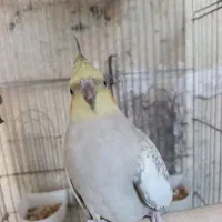 عروس هلندی|پرنده|صحنه, |دیوار