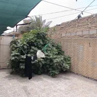 خیابان-محمودی-کوچه-ابان