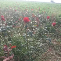 گل رز|گل و گیاه طبیعی|دزفول, |دیوار