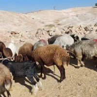 گوسفند داشتی