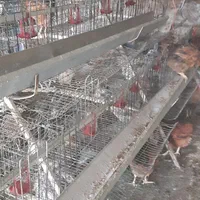 قفس مرغ تخمگذار|لوازم جانبی حیوانات|بروجرد, |دیوار