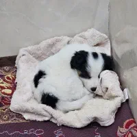 واگذاری توله سگ|سگ|تهران, امام حسین|دیوار