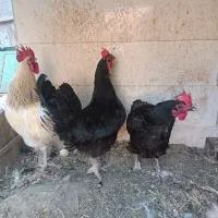 فروش یک عدد مرغ تخم گذار سیاه محلی