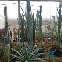 حراج کاکتوس