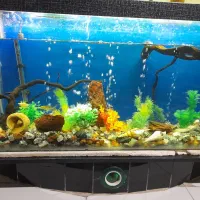 اکواریم  تمیز مخصوص با صلیقه ها