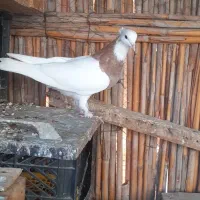 فروش کبوتر|پرنده|بندر ماهشهر, |دیوار