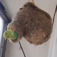 لانه بلبل