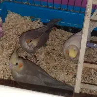 جوجه عروس هلندی رام ودستی|پرنده|کرج, شهرک بنفشه|دیوار