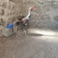 مرغو خروس لاری|حیوانات مزرعه|کامیاران, |دیوار