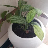 گل اگلونما برفی